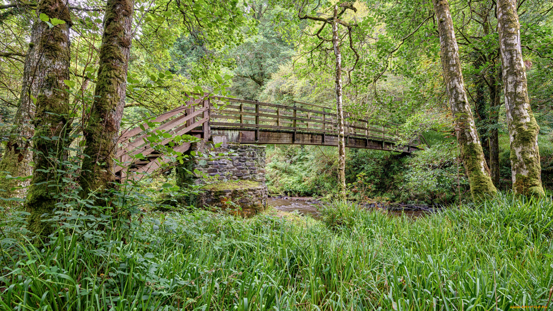 природа, дороги, мостик, лес