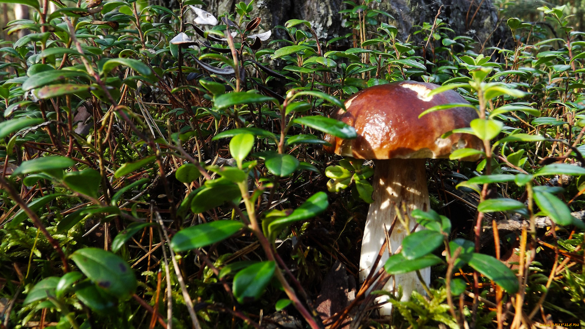 природа, грибы, боровик