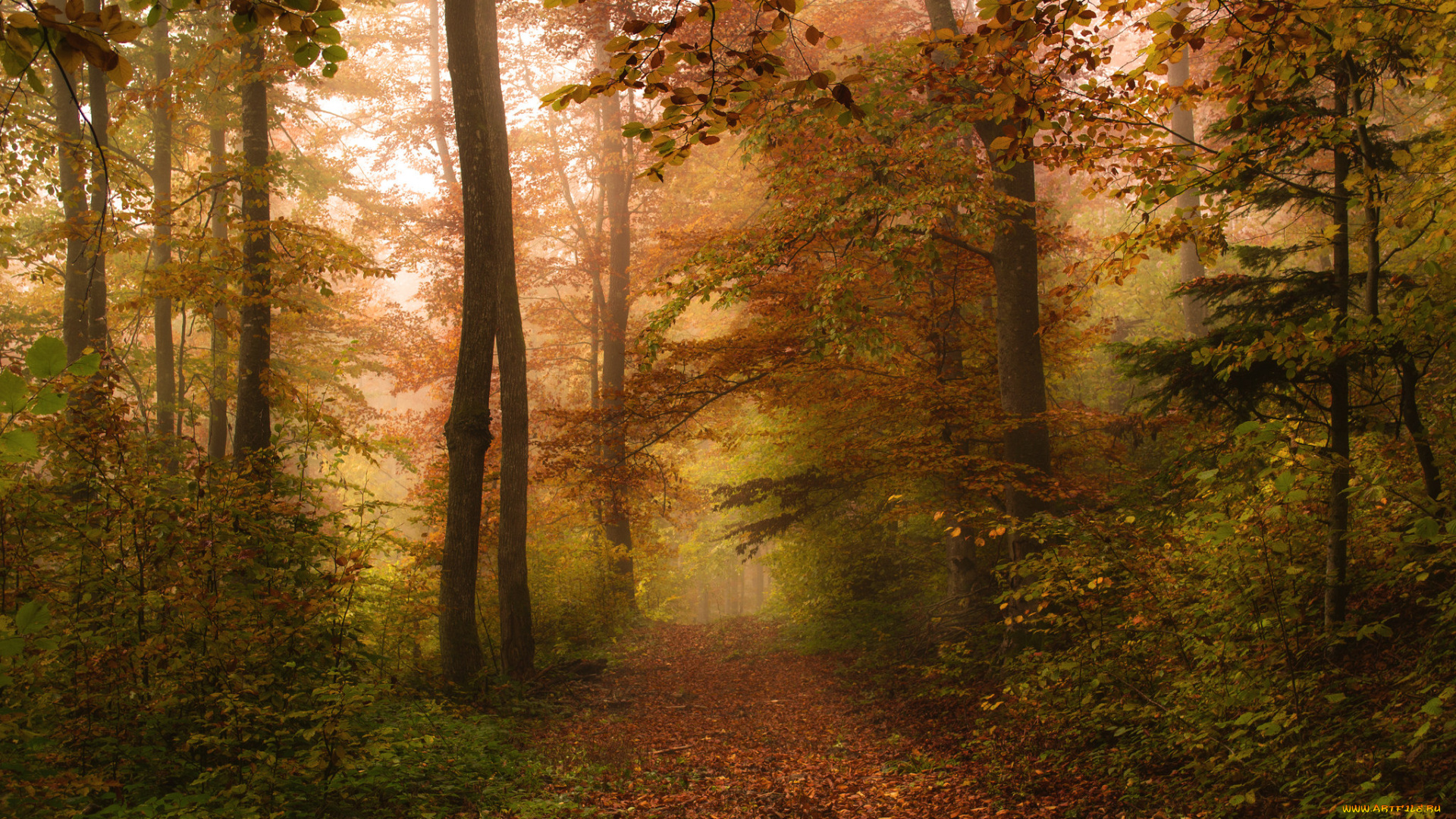 природа, лес, осень