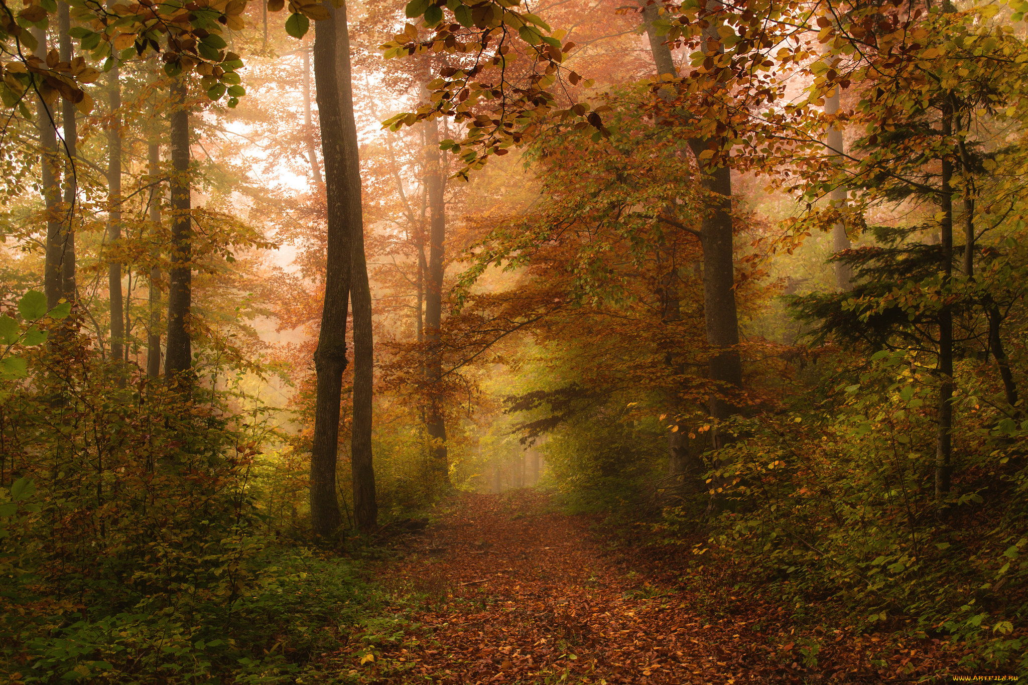 природа, лес, осень