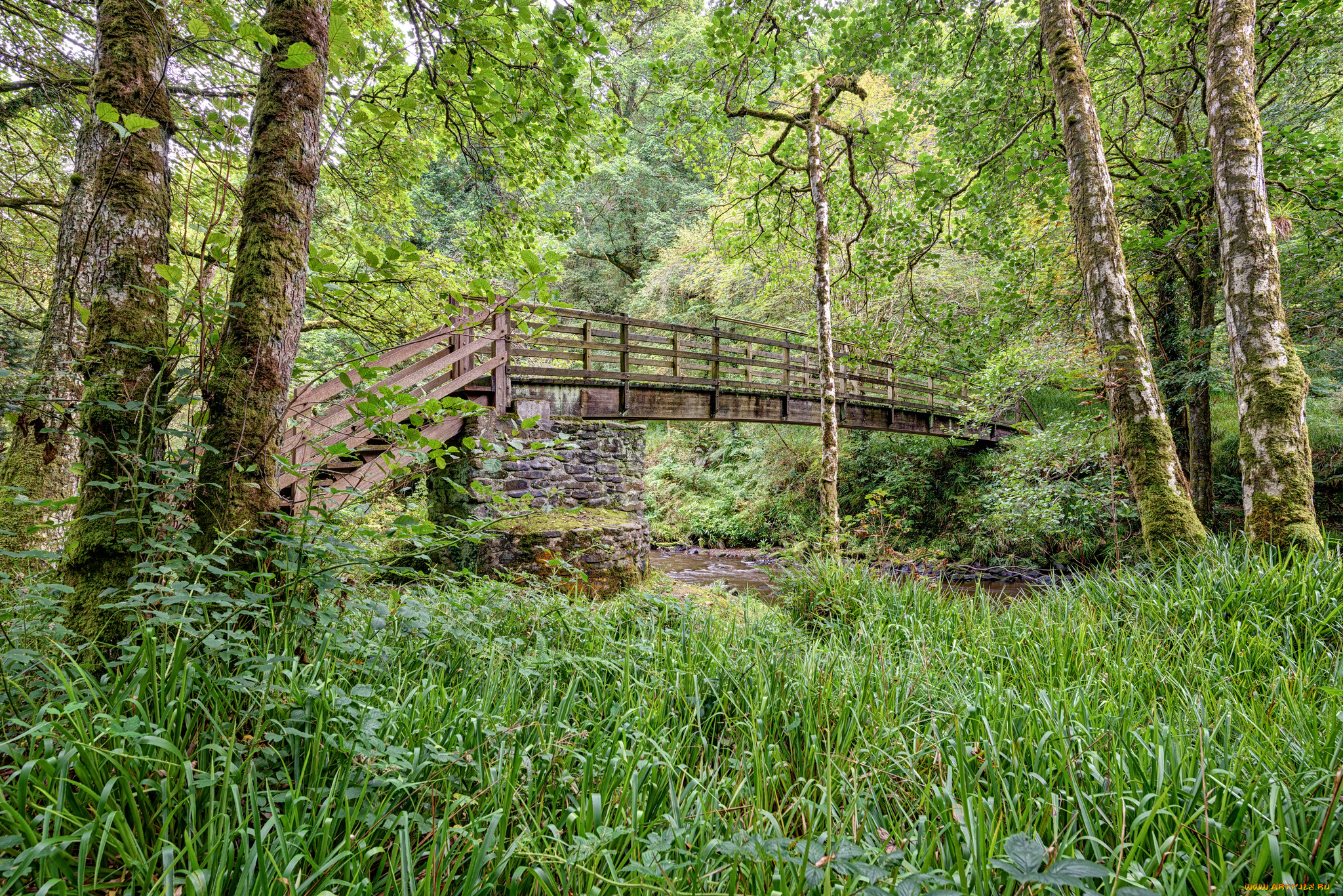 природа, дороги, мостик, лес