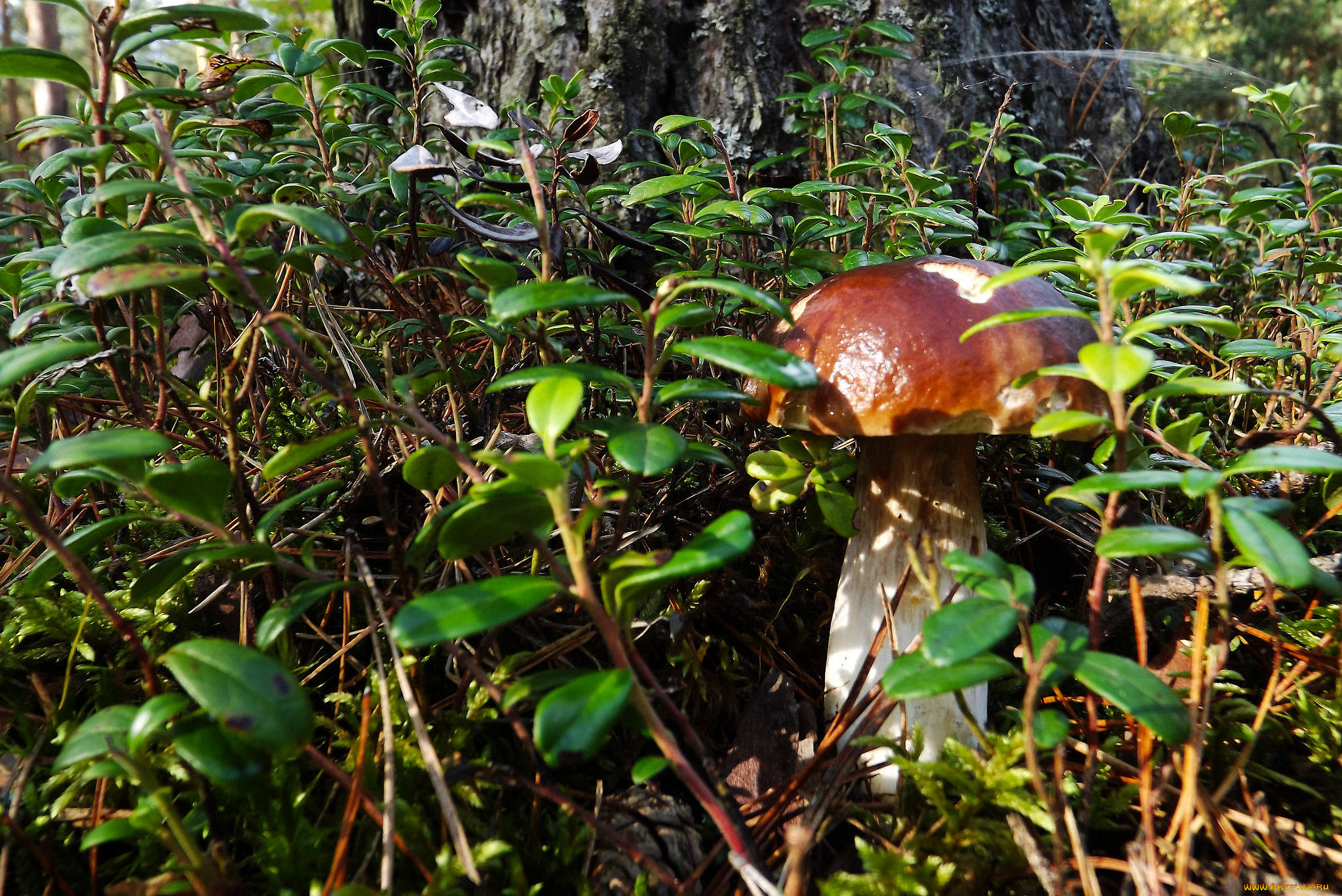 природа, грибы, боровик