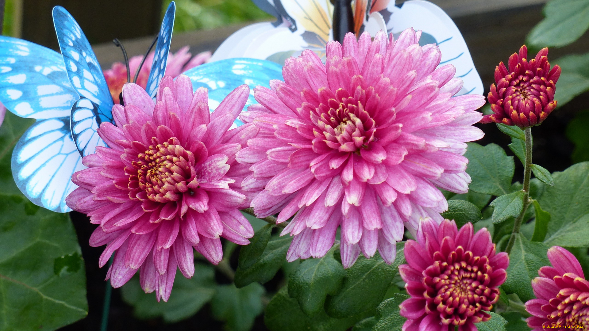 цветы, хризантемы, розовые, бутоны