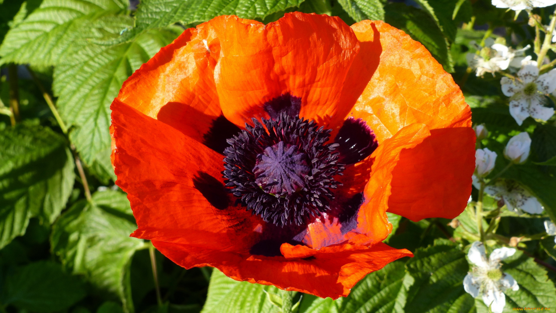 цветы, маки, алый, мак, макро