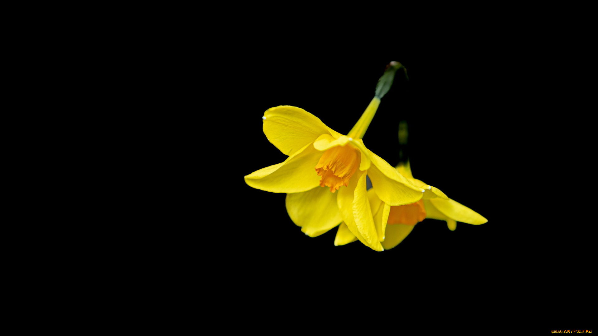 цветы, нарциссы, желтые, черный, фон