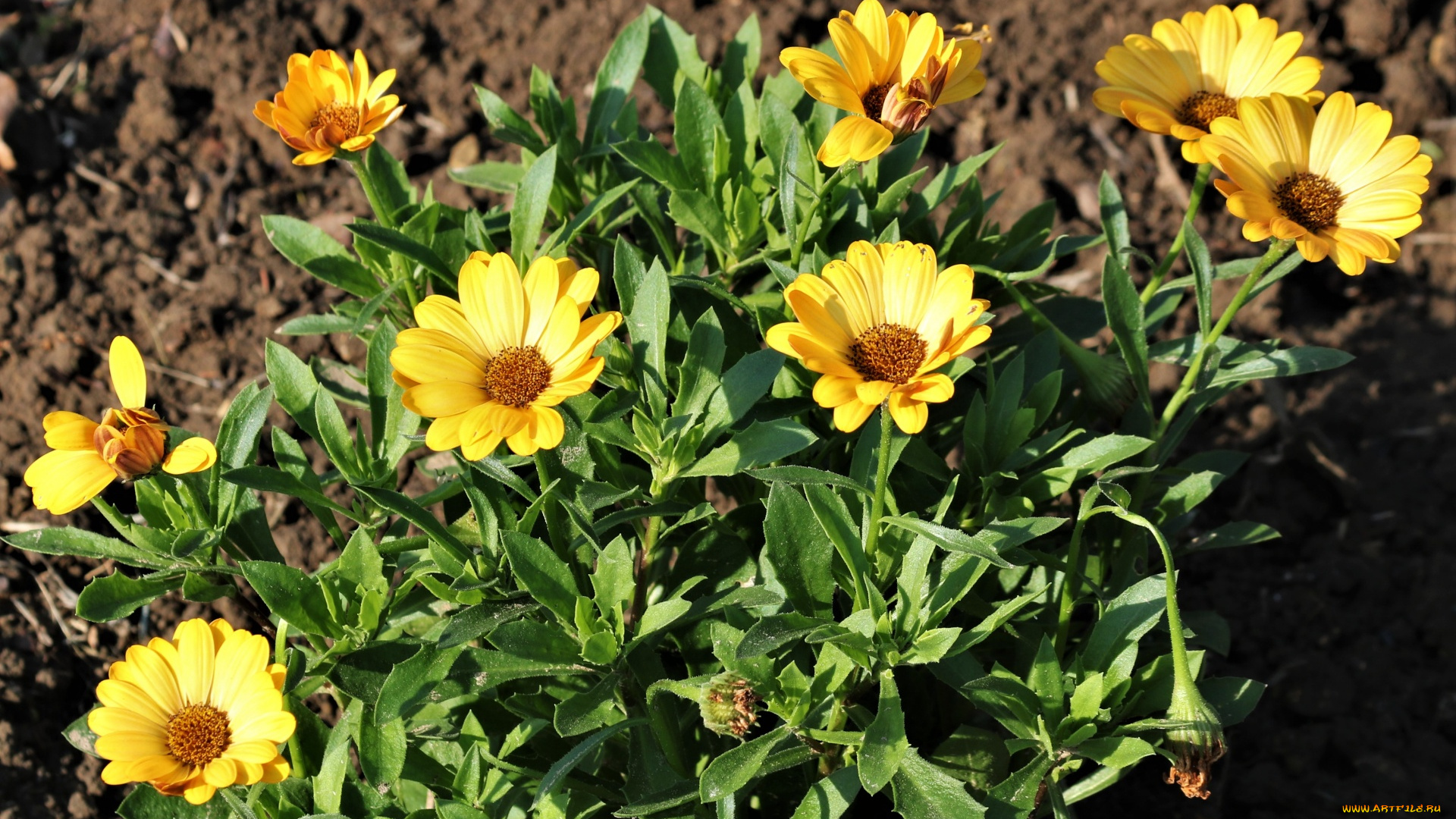 цветы, остеоспермумы, африканская, ромашка