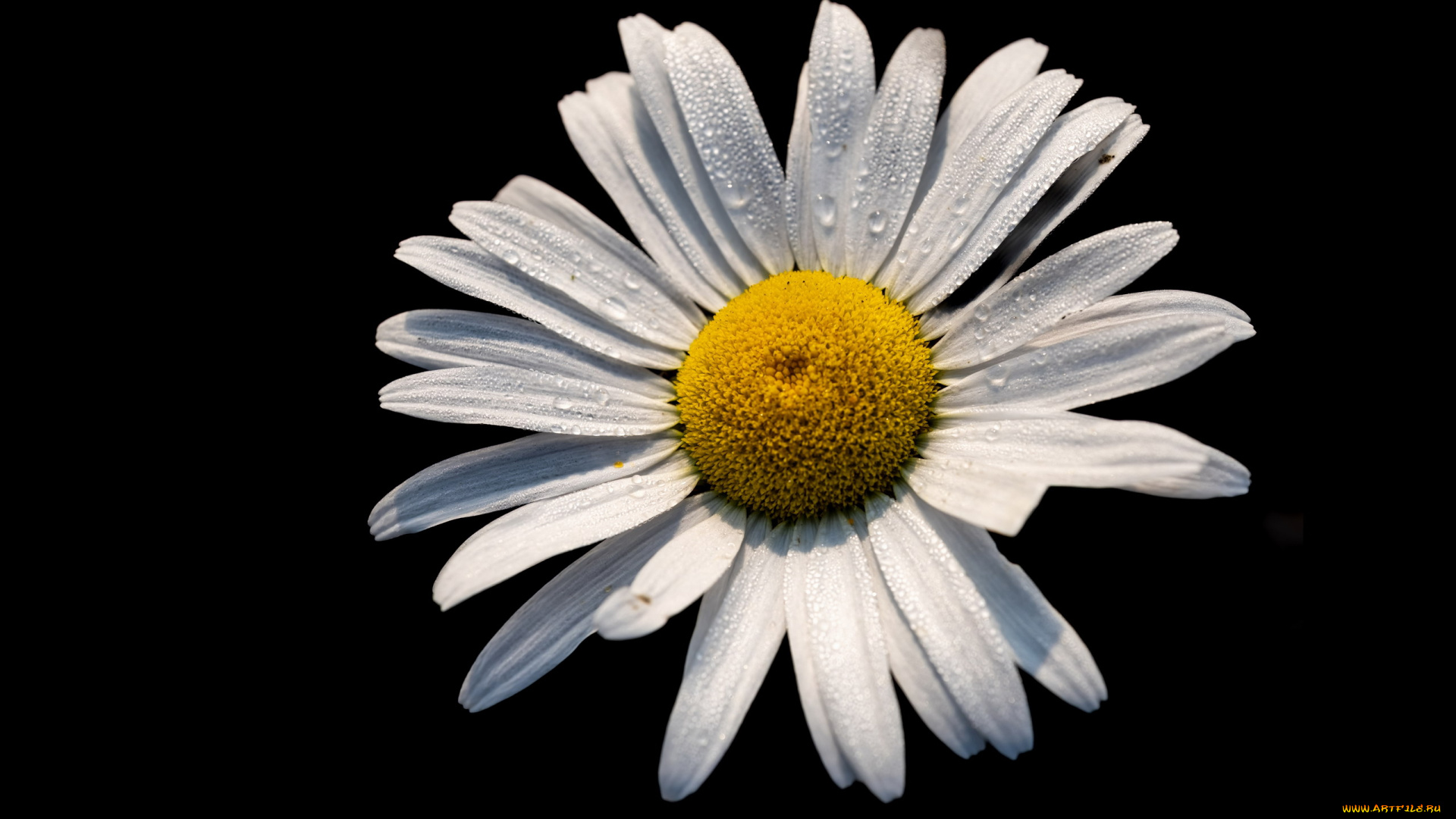 цветы, ромашки, белая, ромашка, макро, черный, фон