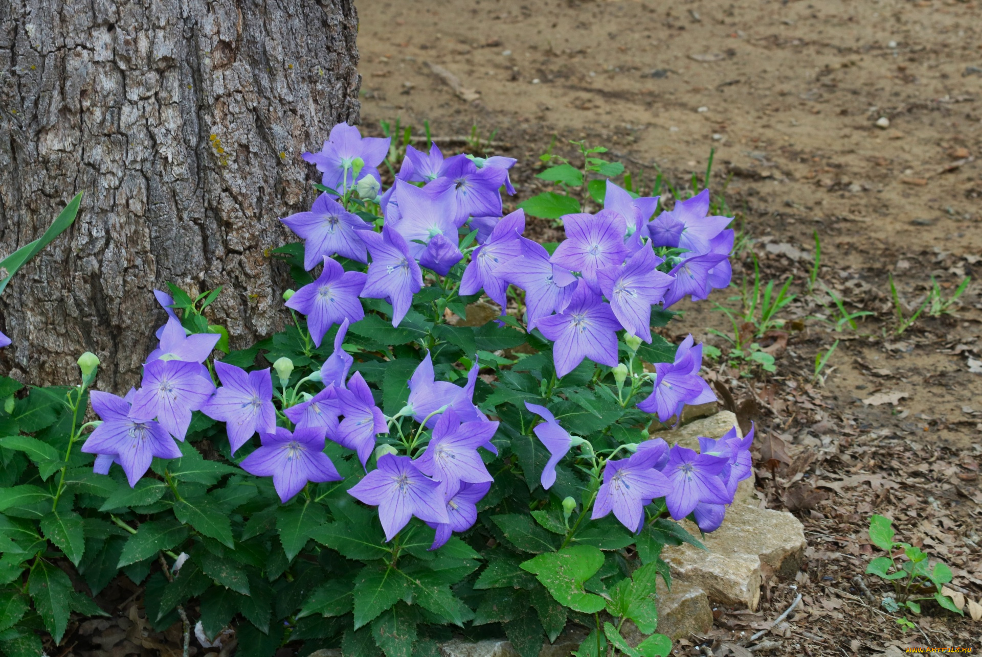 цветы, колокольчики, лиловые