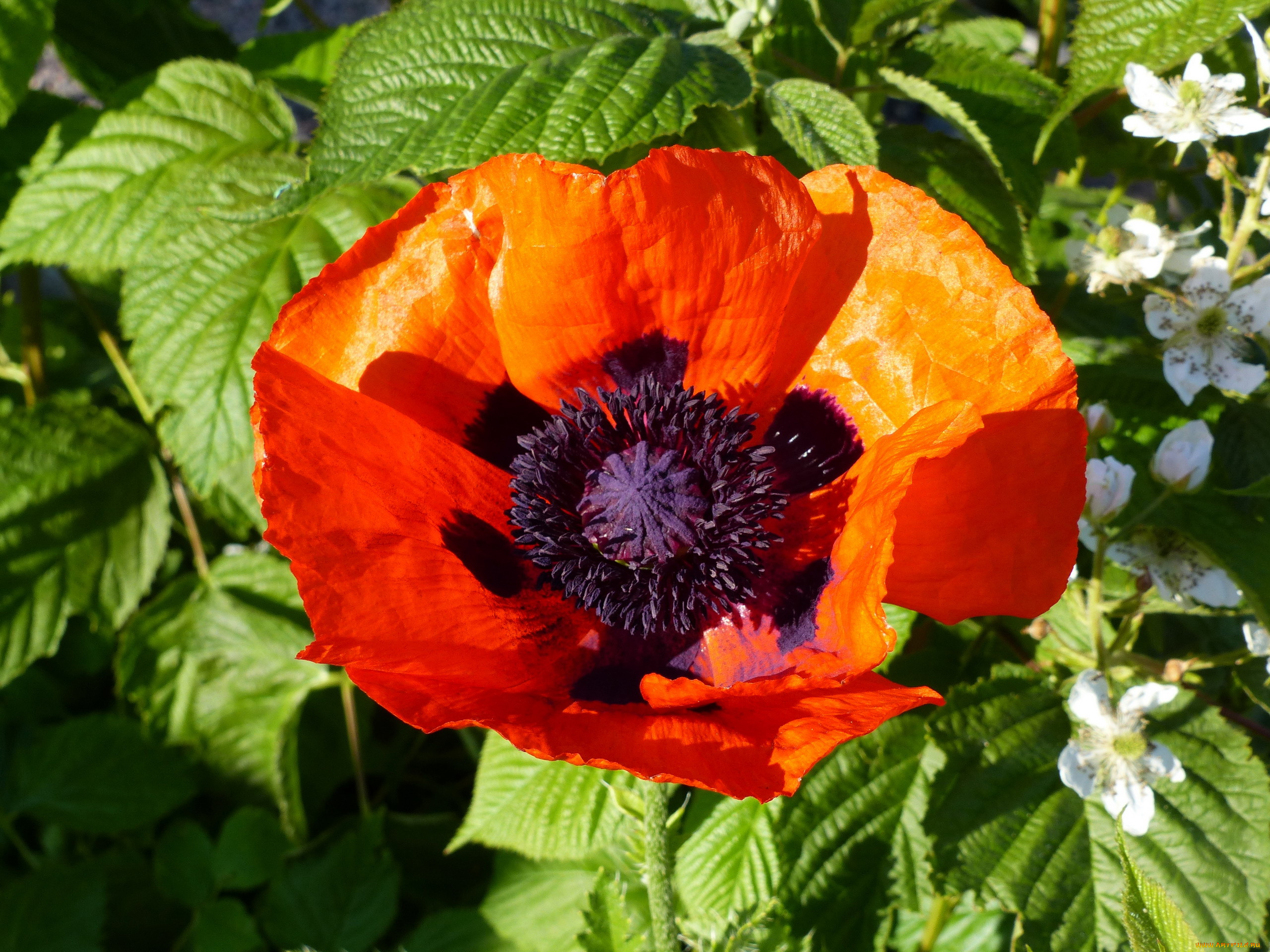 цветы, маки, алый, мак, макро