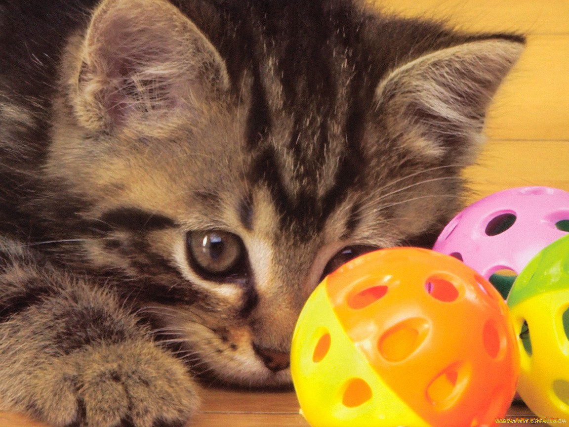 животные, коты