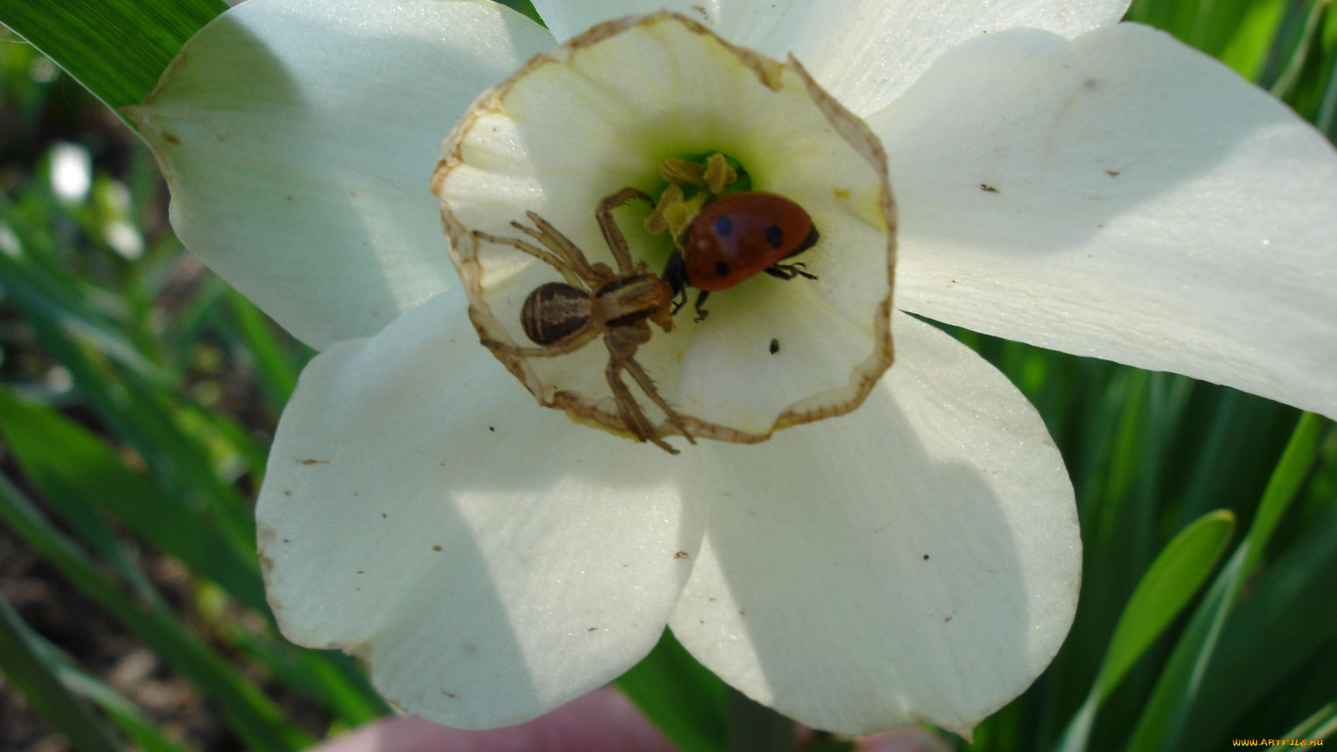 животные, насекомые