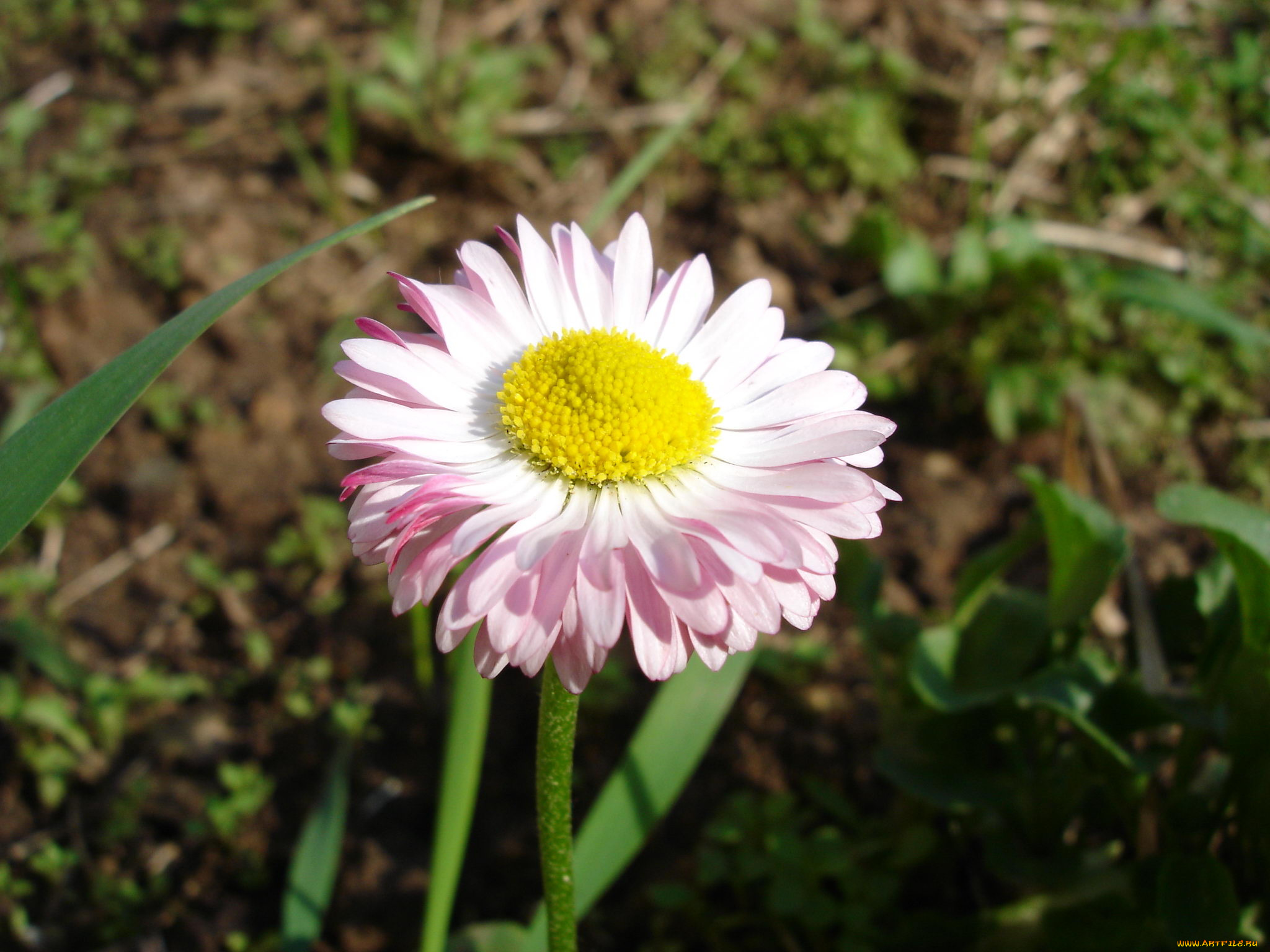 цветы, маргаритки