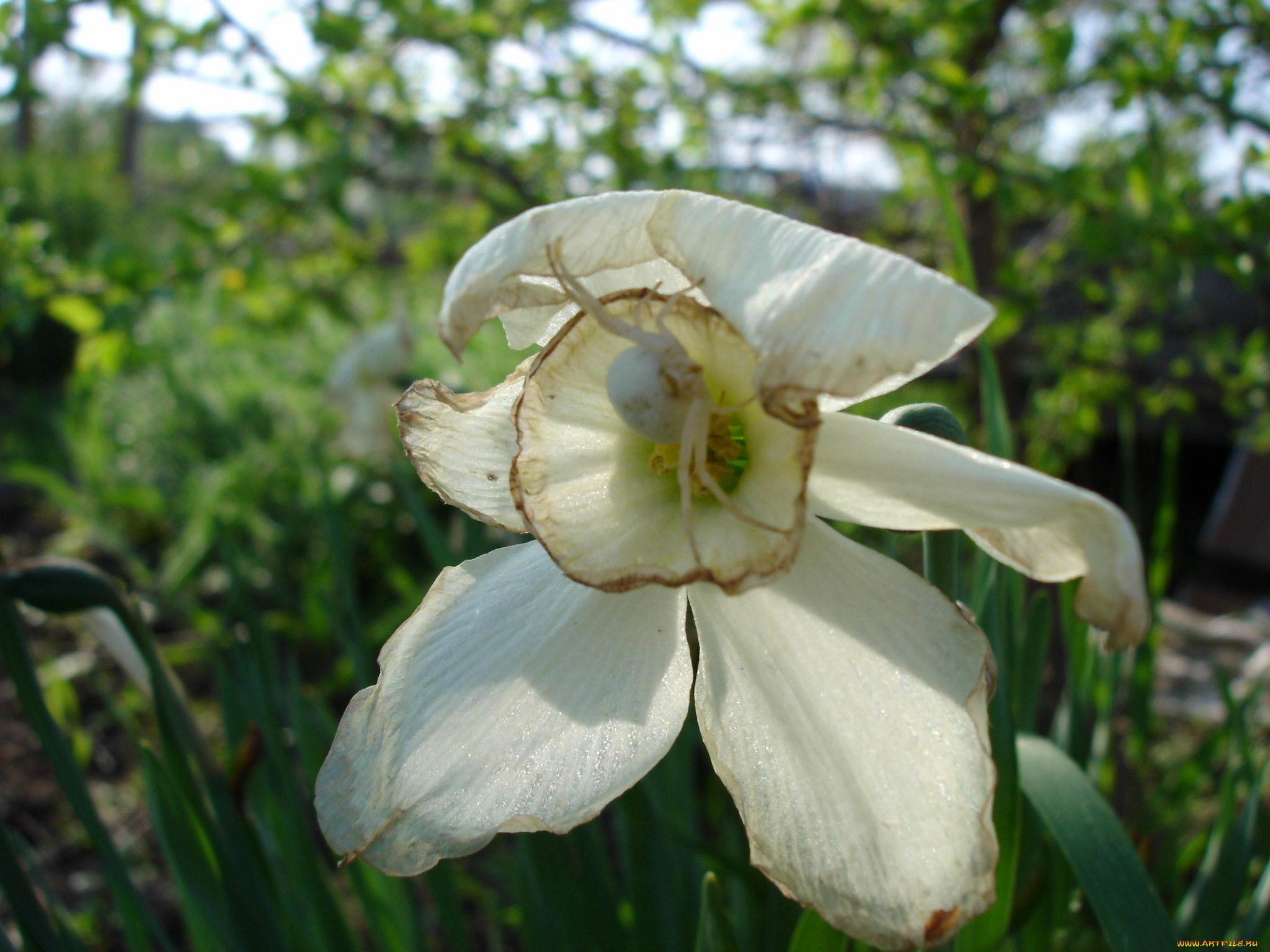цветы, нарциссы
