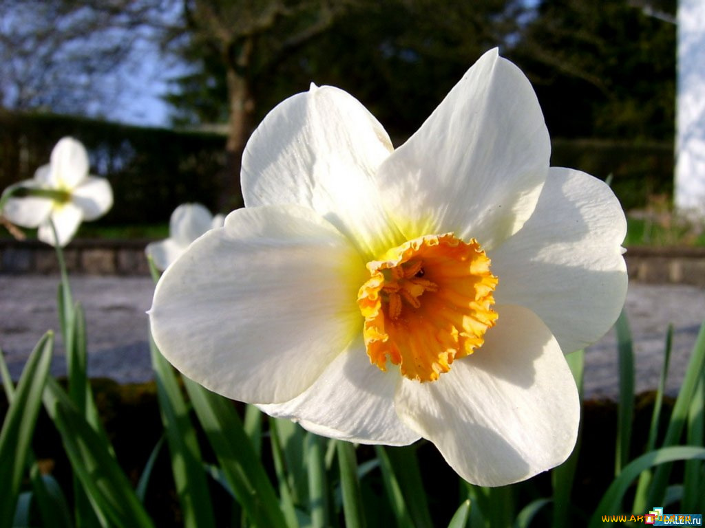 цветы, нарциссы
