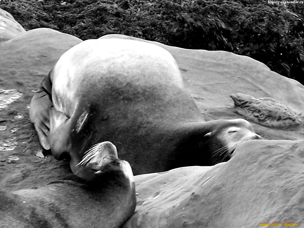 seals, животные, тюлени, морские, львы, котики