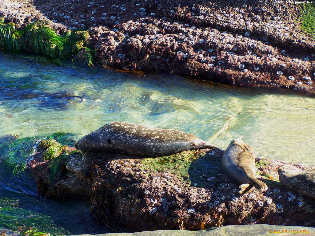 seals, животные, тюлени, морские, львы, котики