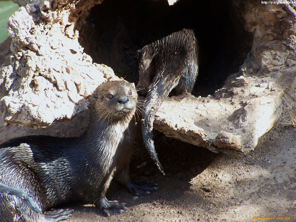 водяные, крысы, животные, выдры, каланы, ондатры