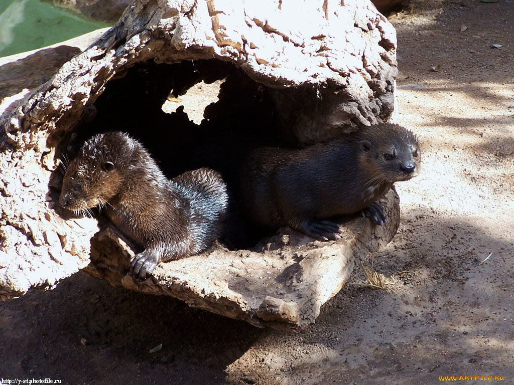 водяные, крысы, животные, выдры, каланы, ондатры