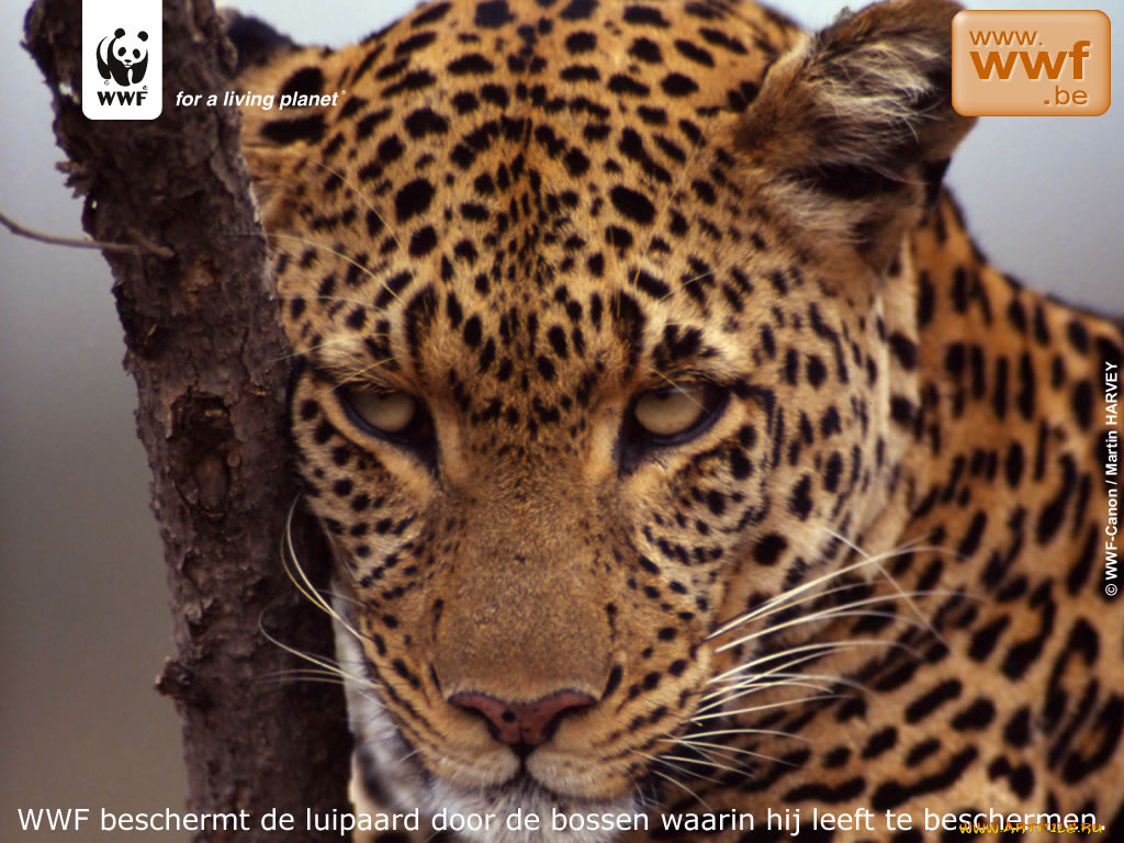 животные, леопарды