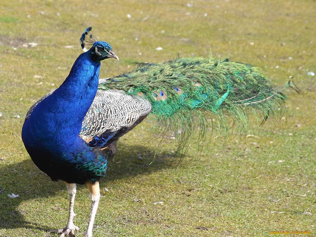 животные, павлины