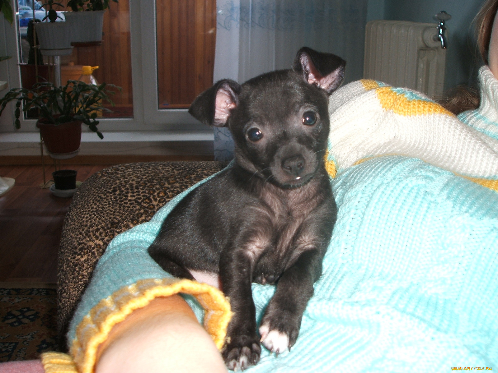 тойчик, животные, собаки