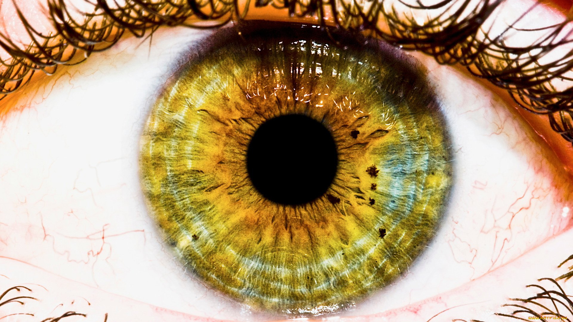 разное, глаза