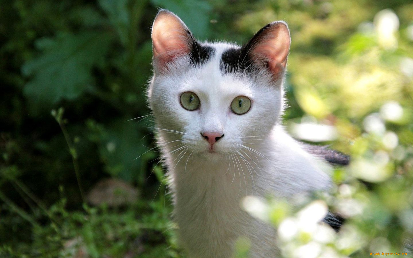 животные, коты