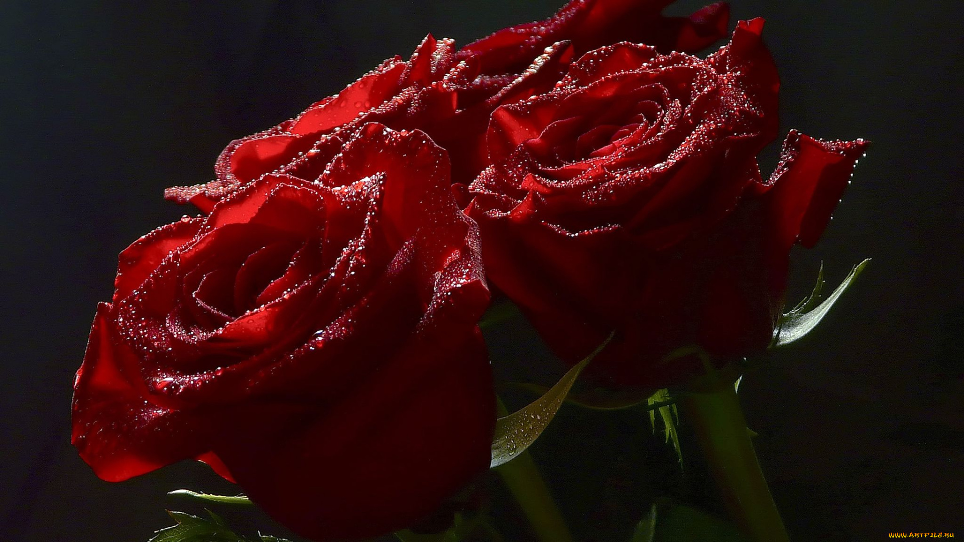 цветы, розы