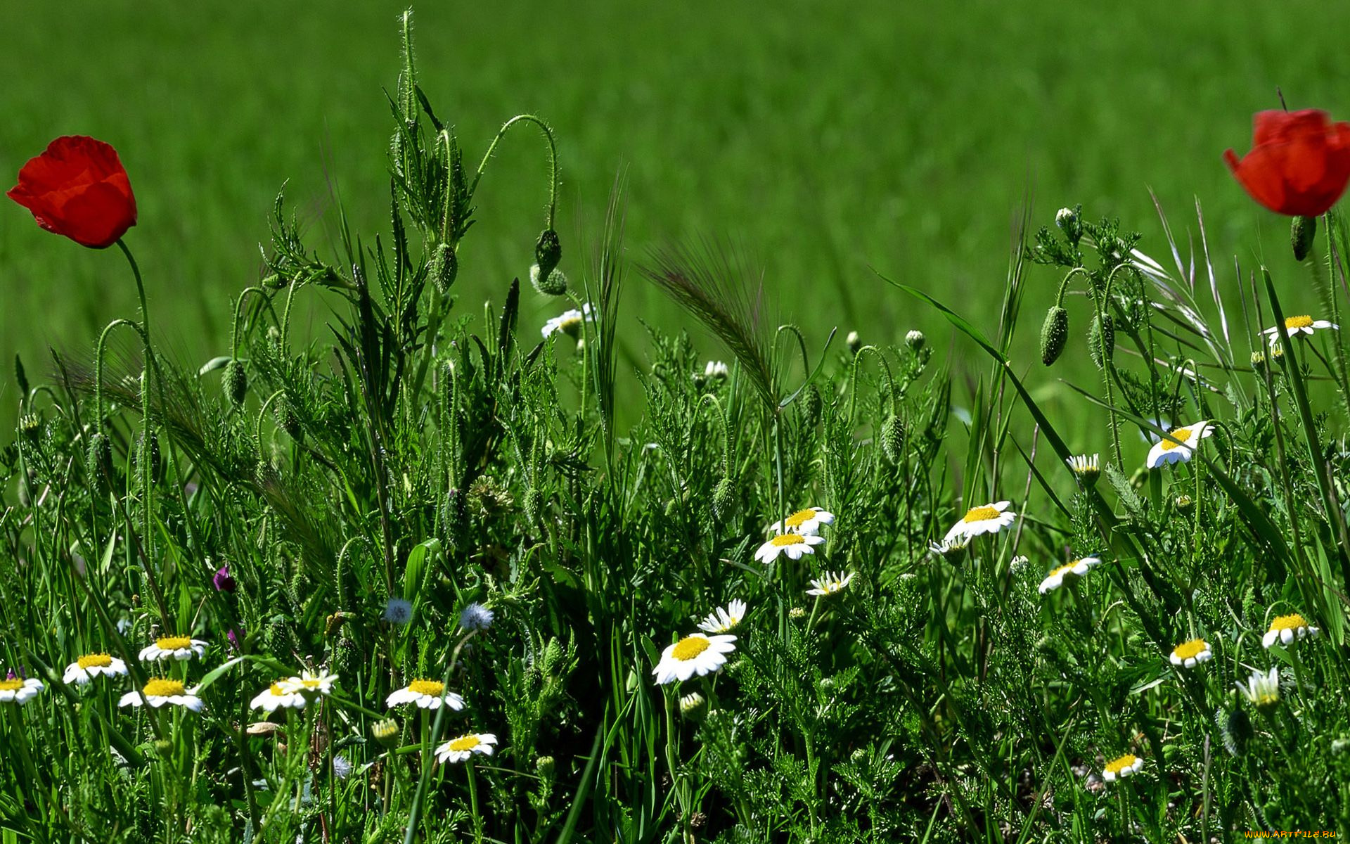 цветы, луговые, полевые
