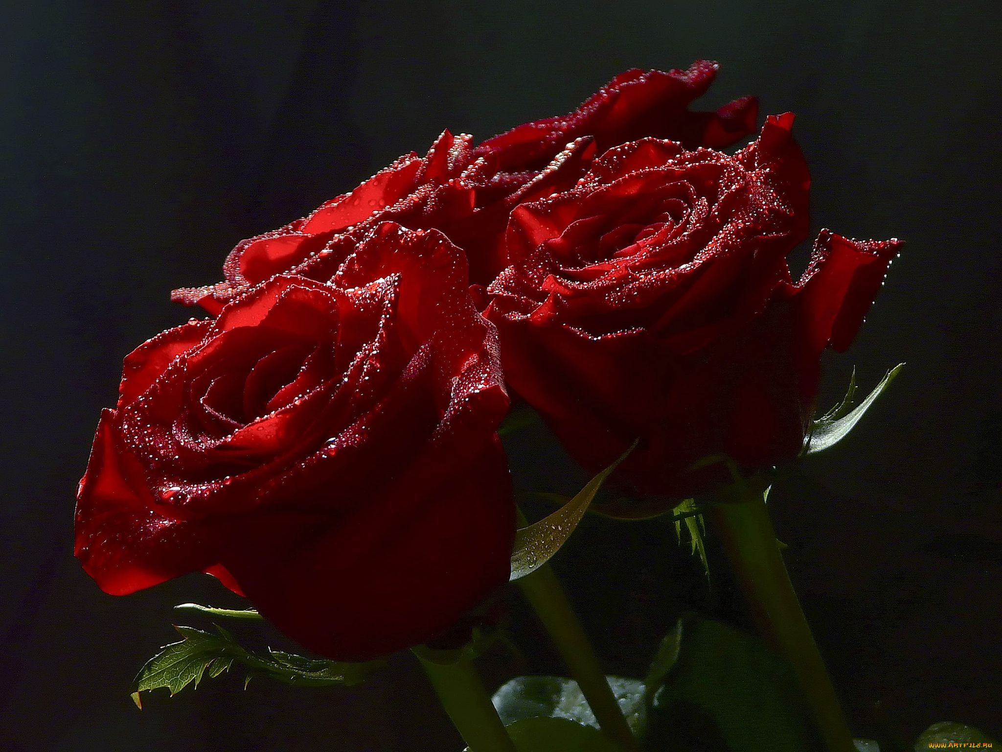 цветы, розы