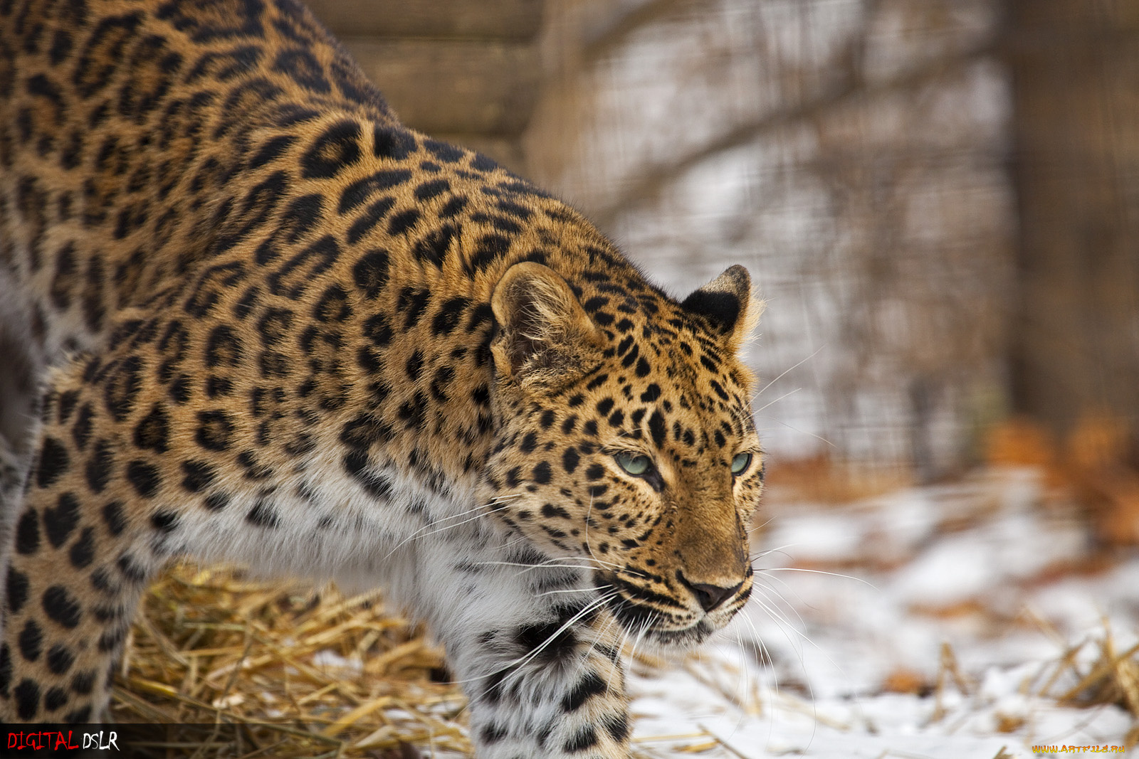 леопард, животные, леопарды, смотрит, идёт