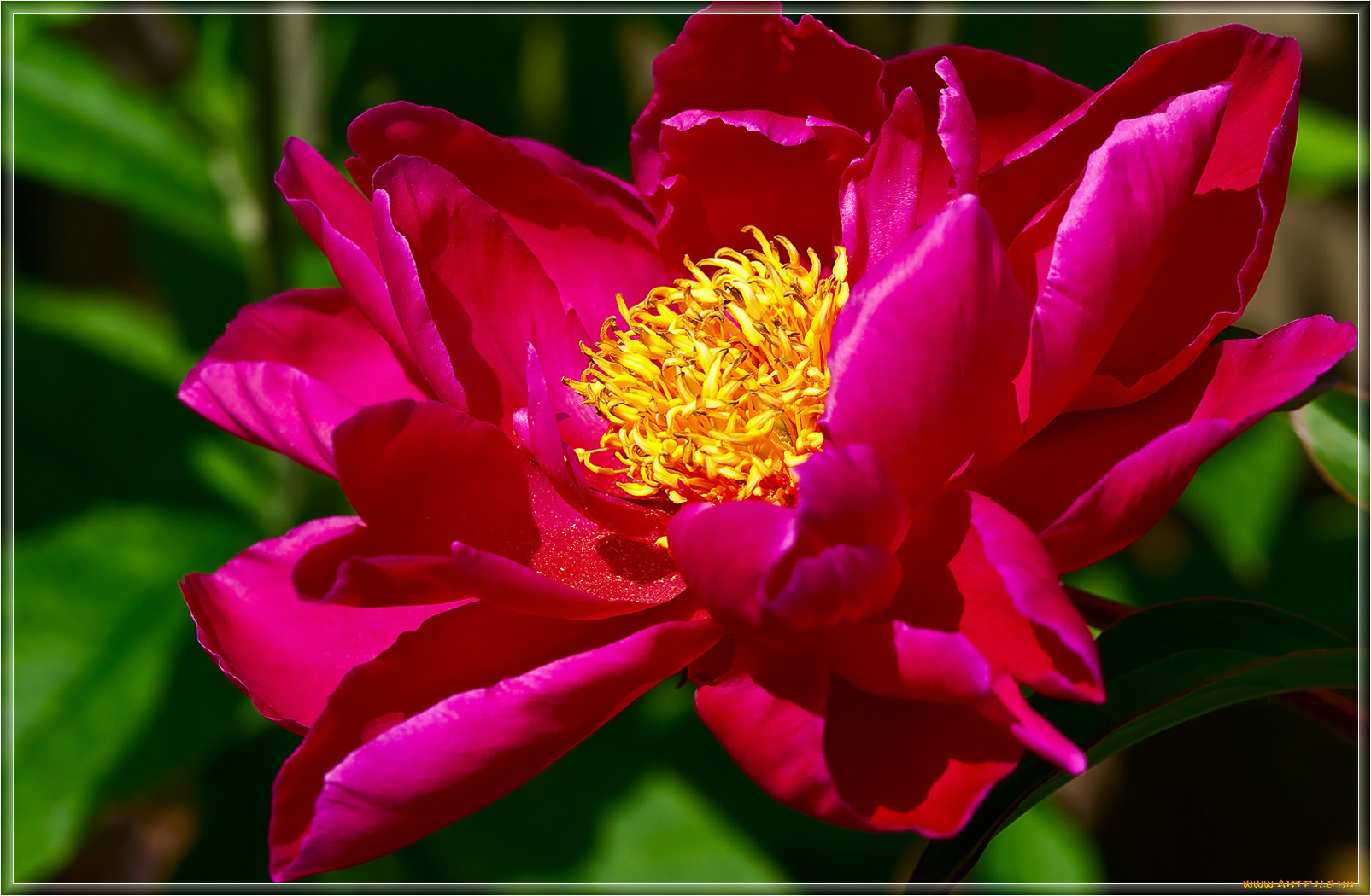 цветы, пионы, крастные