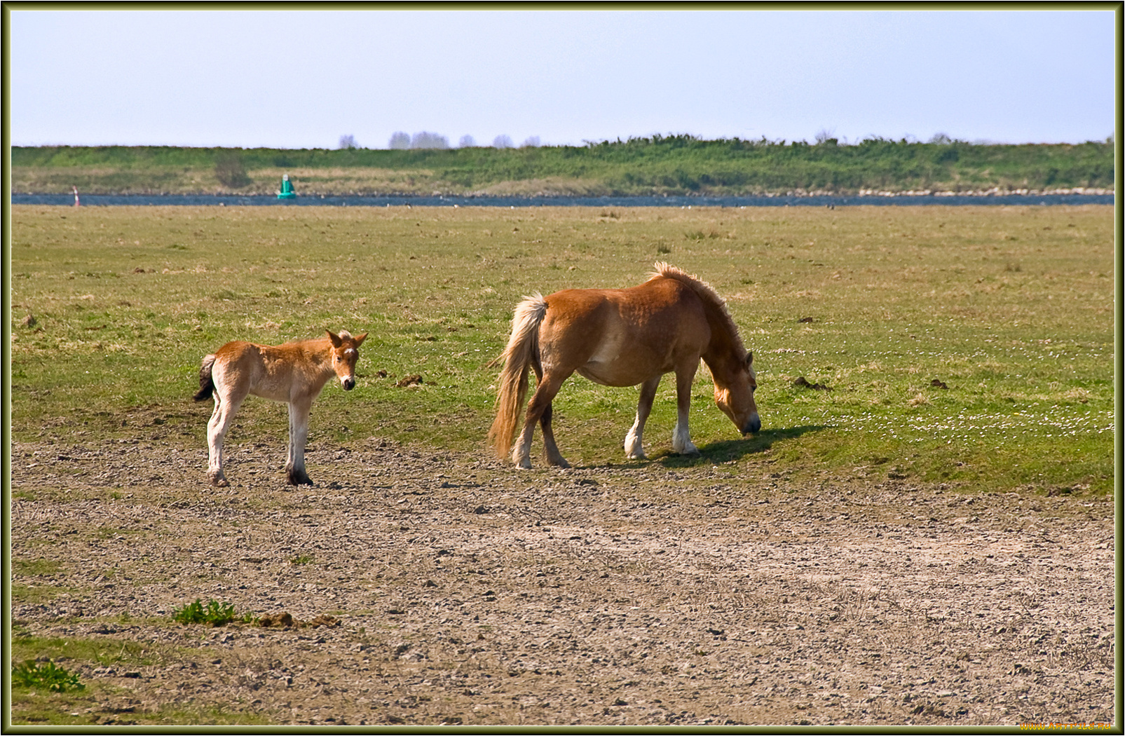 животные, лошади, лошадьи