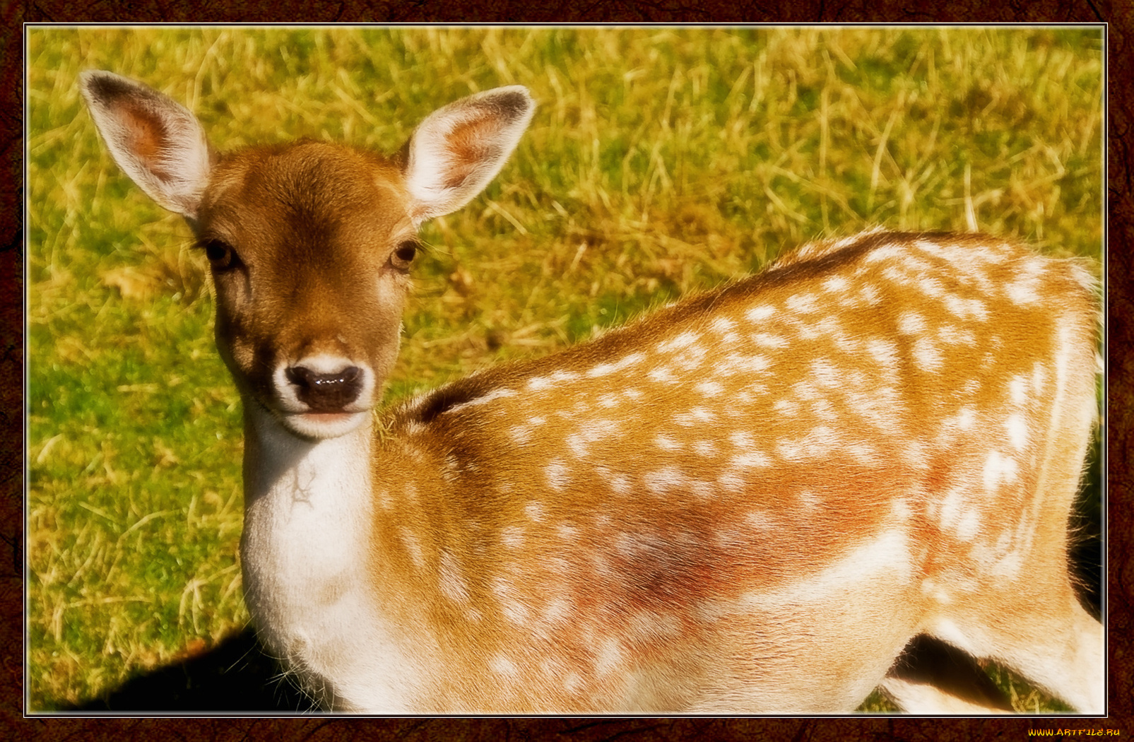 животные, олени, олень