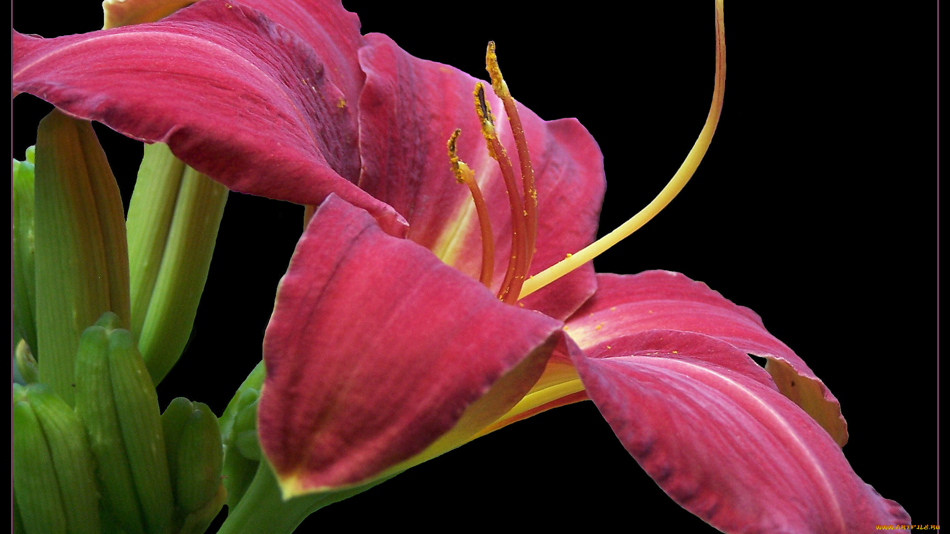 цветы, лилии, лилейники, красные