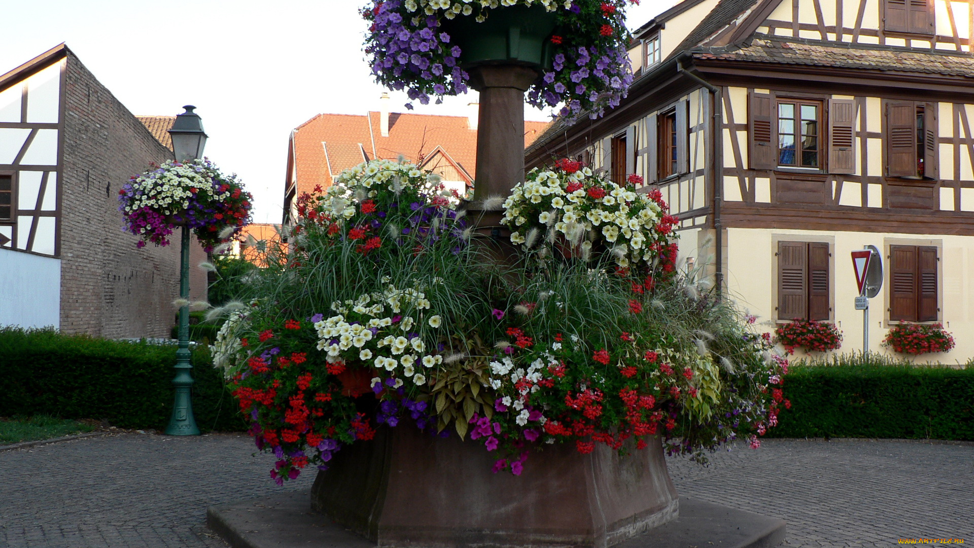 цветы, разные, вместе, разноцветные, клумба