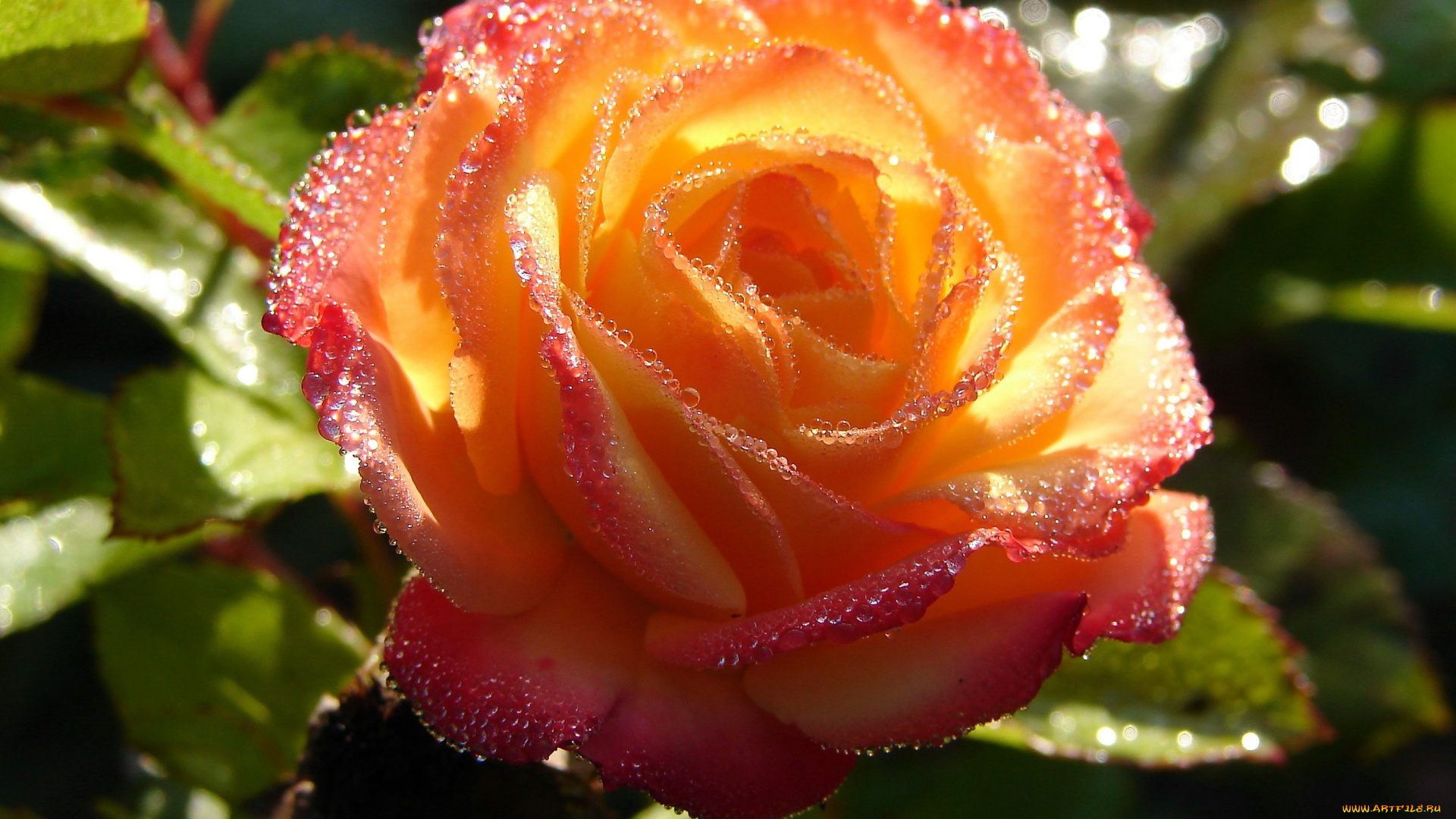 цветы, розы, макро