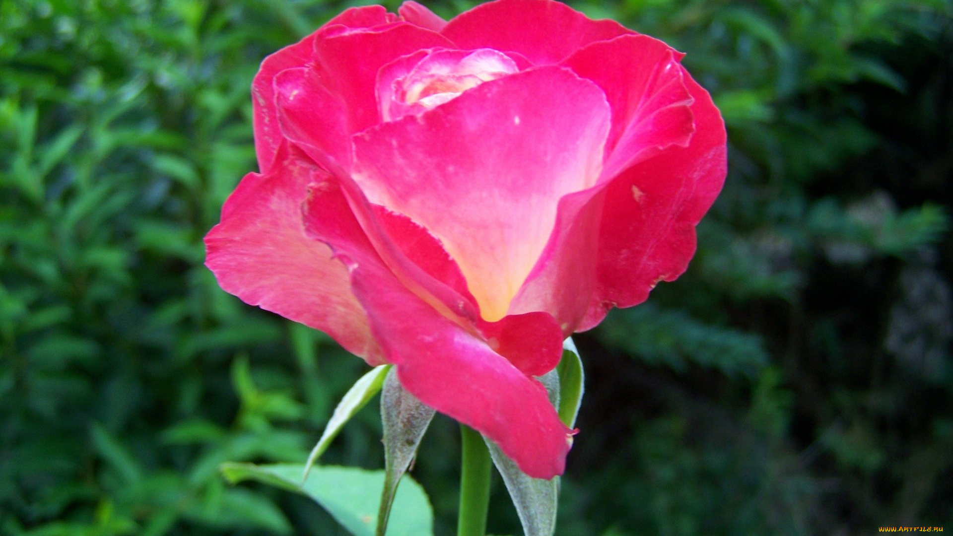 цветы, розы, розовый