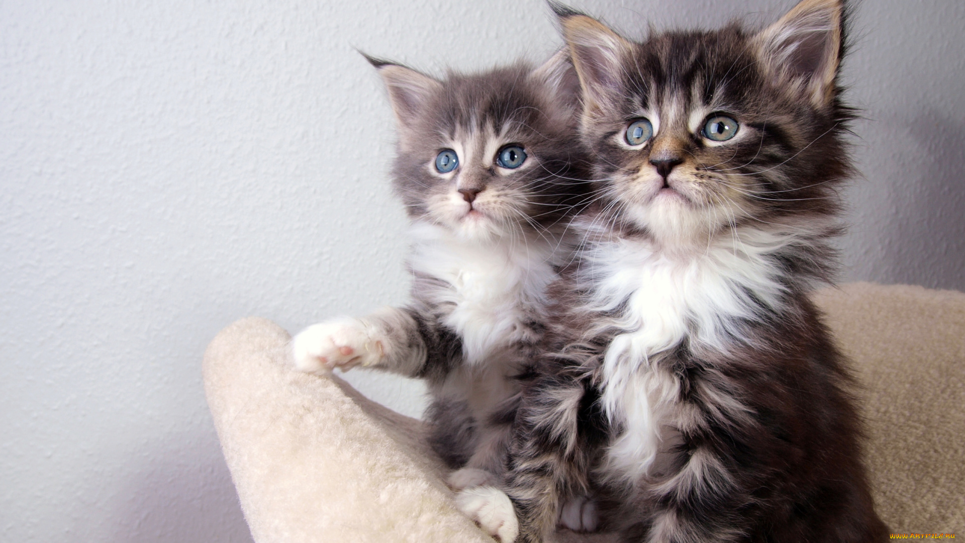 kittens, животные, коты, котята