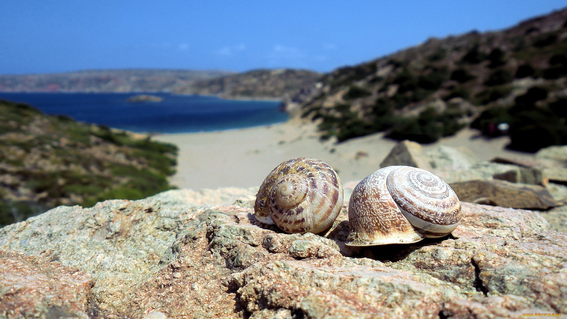 разное, ракушки, кораллы, декоративные, spa, камни