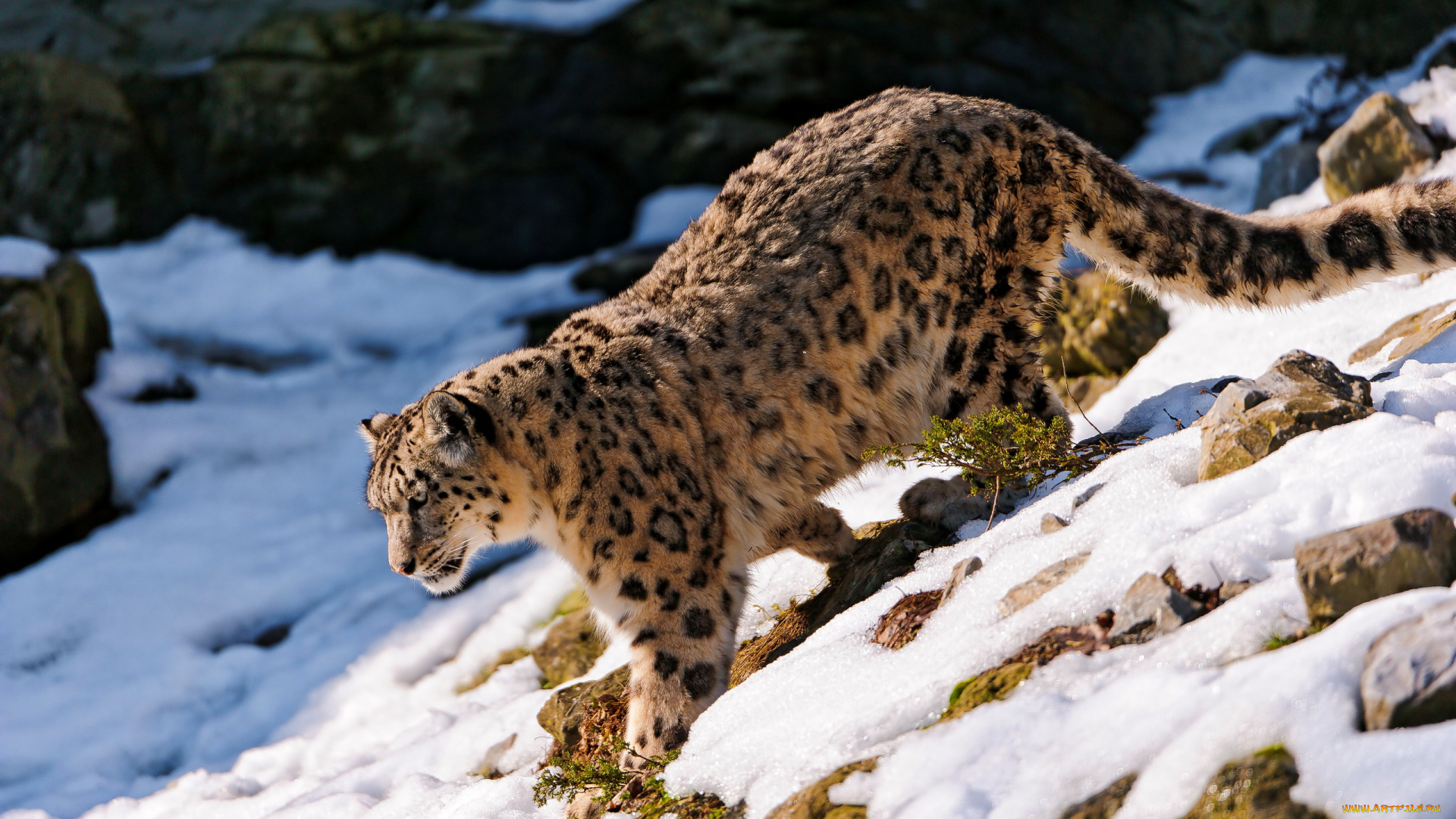 снежный, барс, животные, ирбис, идёт, снег