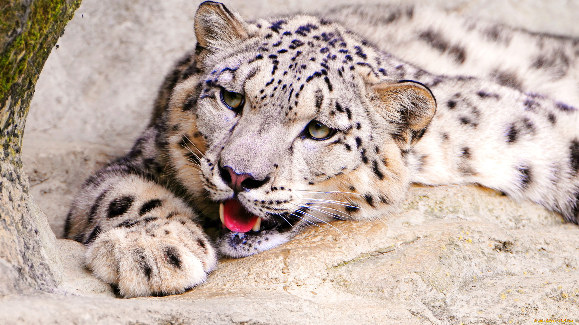 снежный, барс, животные, ирбис, игриво, морда, смотрит