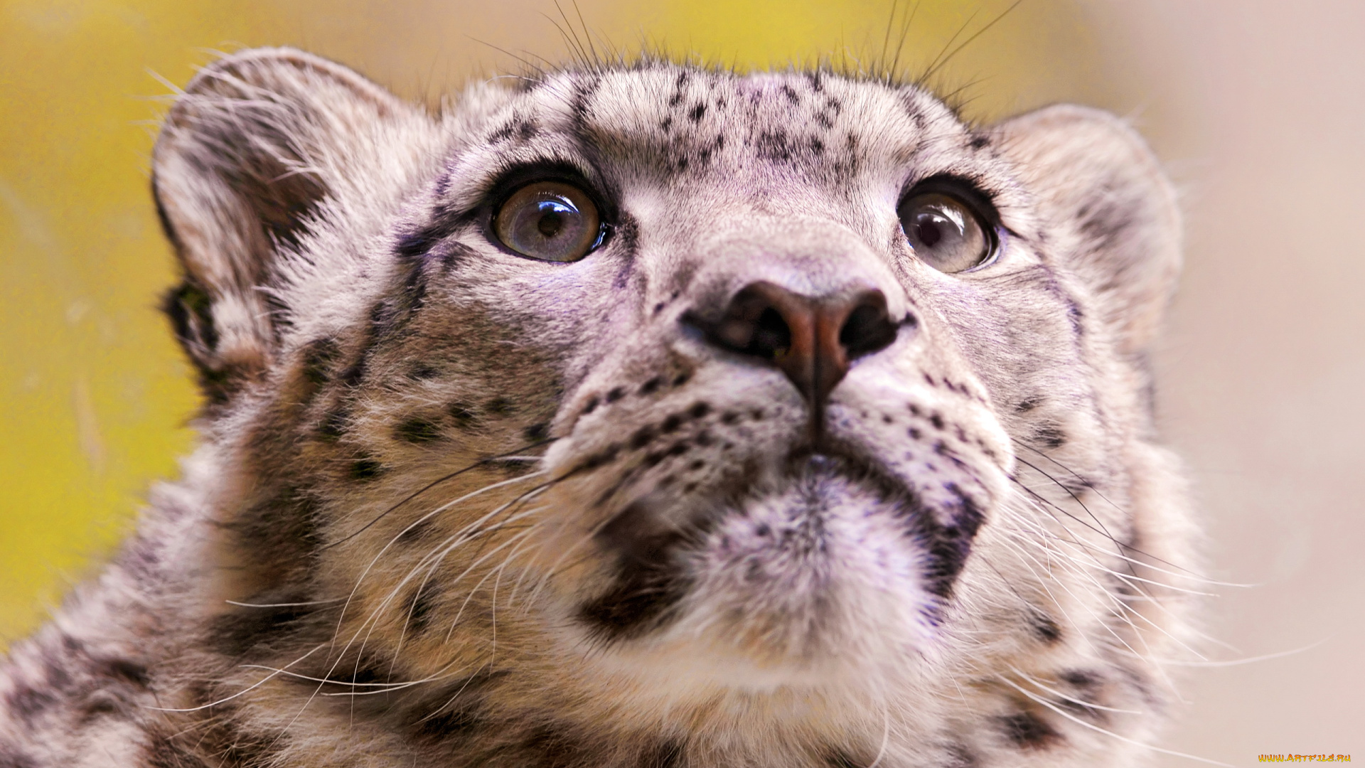 снежный, барс, животные, ирбис, морда, взгляд