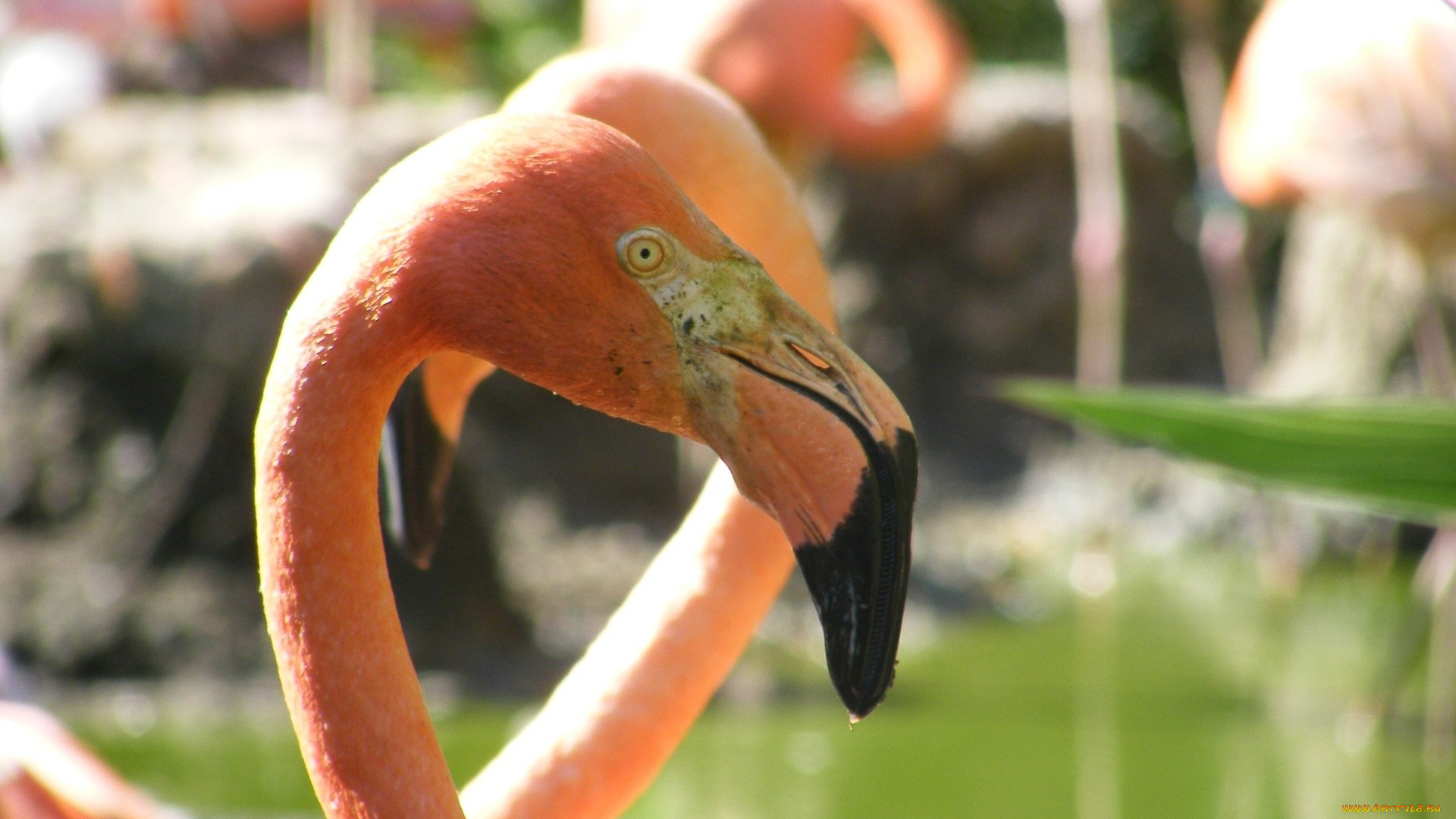 животные, фламинго