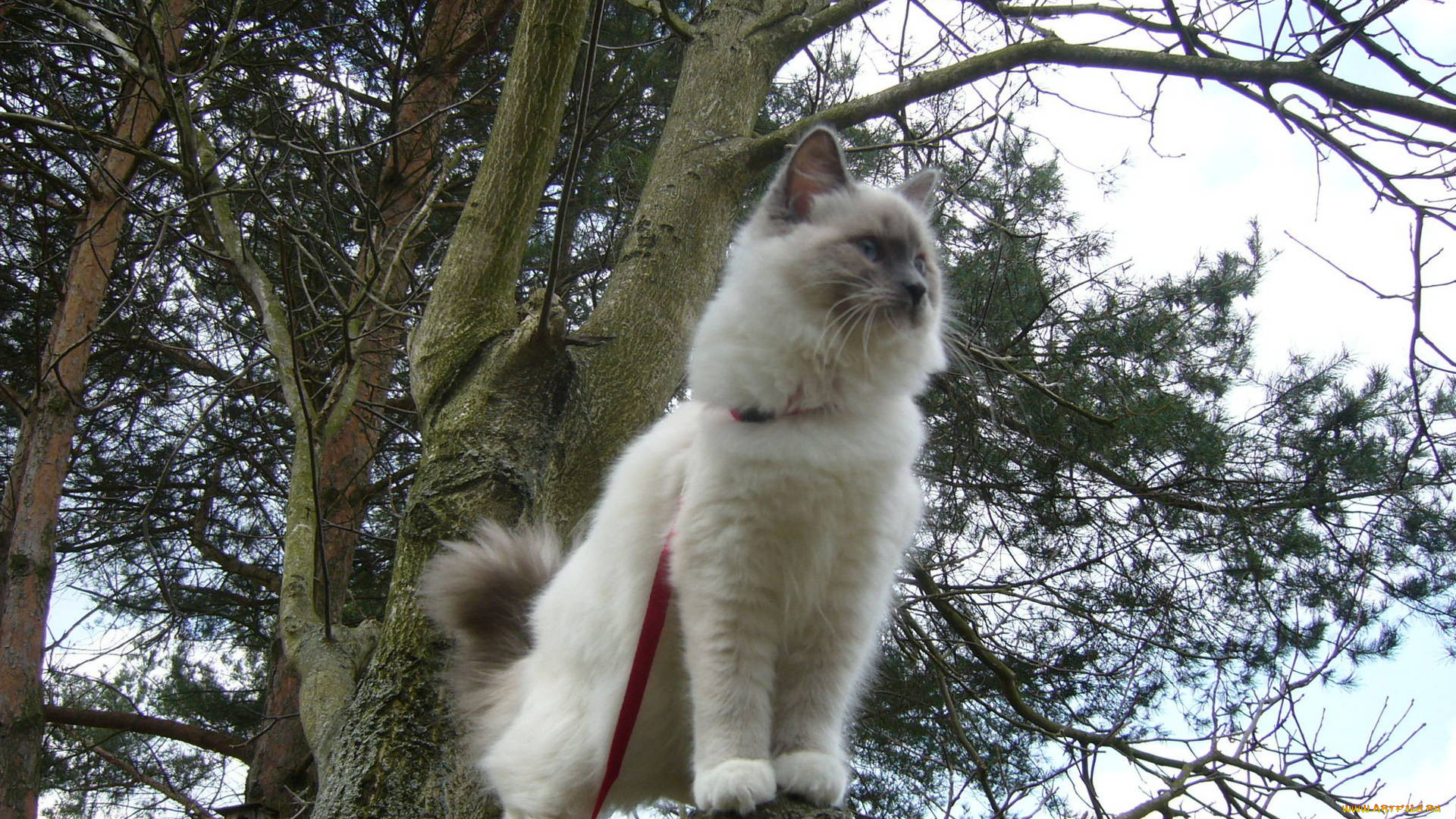 животные, коты, пушистый