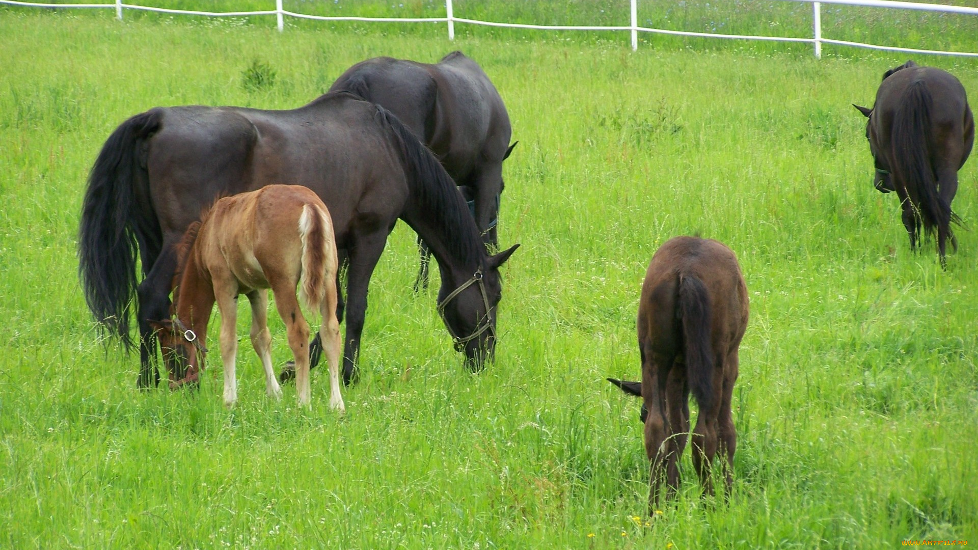 животные, лошади, жеребята