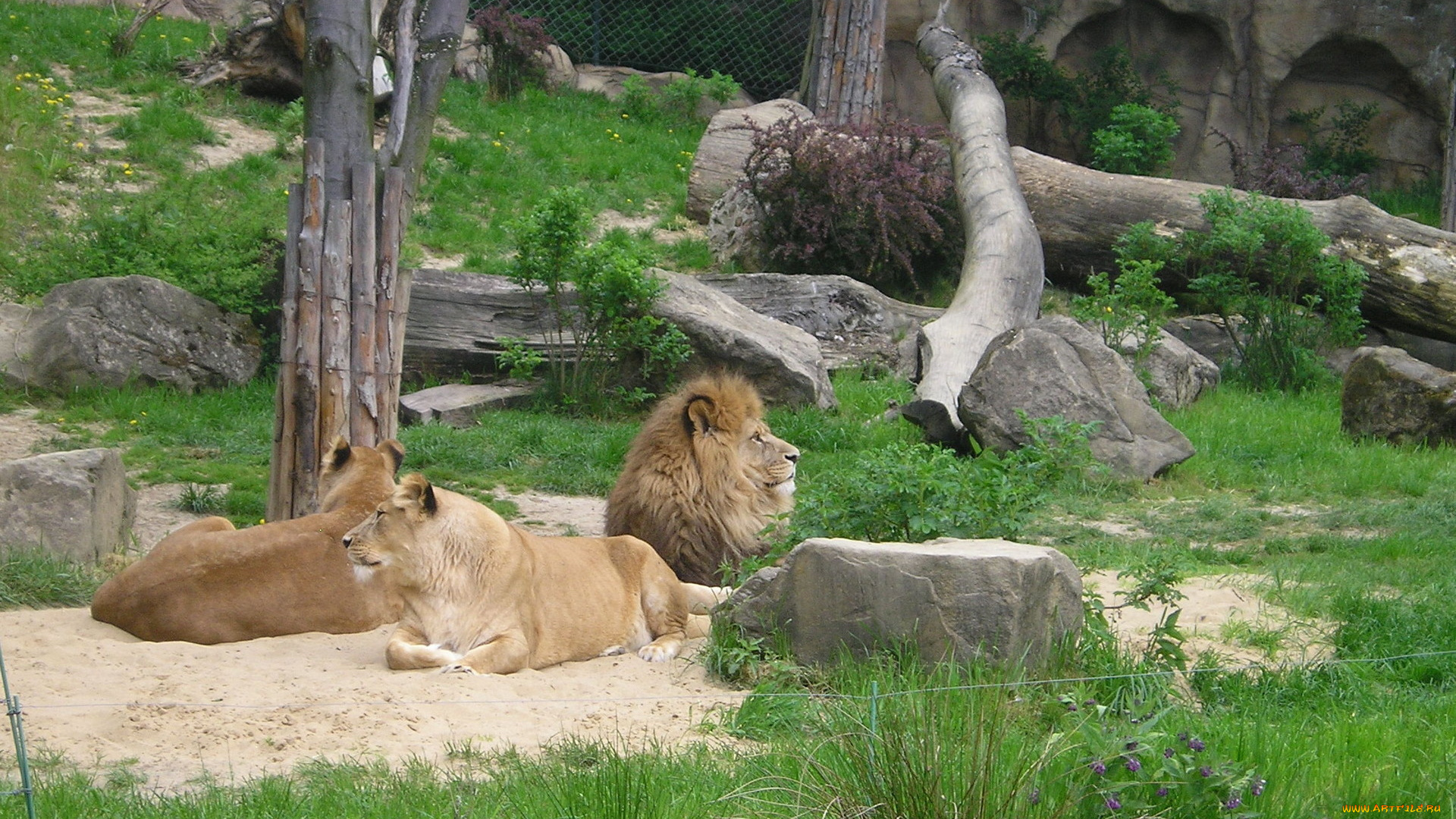 животные, львы, львицы, зоопарк, вольер, лев