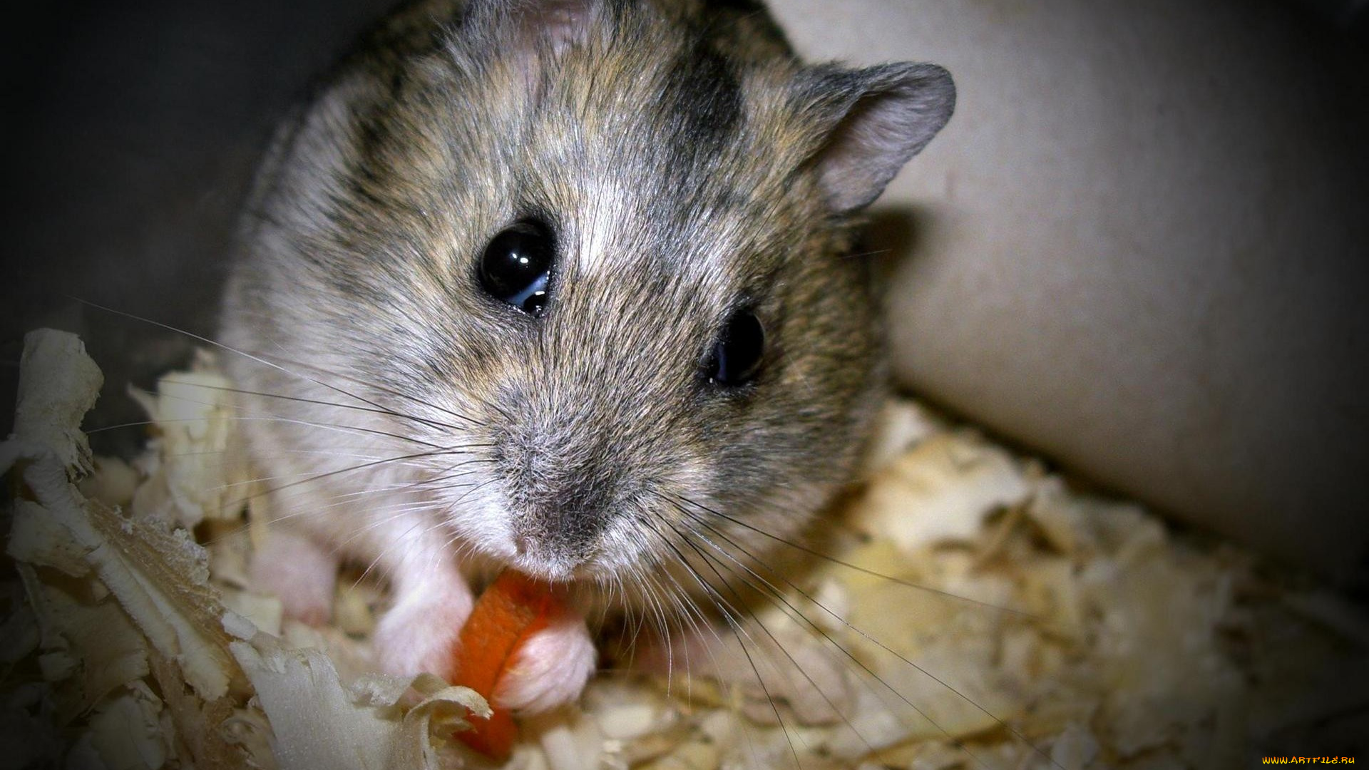 животные, морские, свинки, хомяки