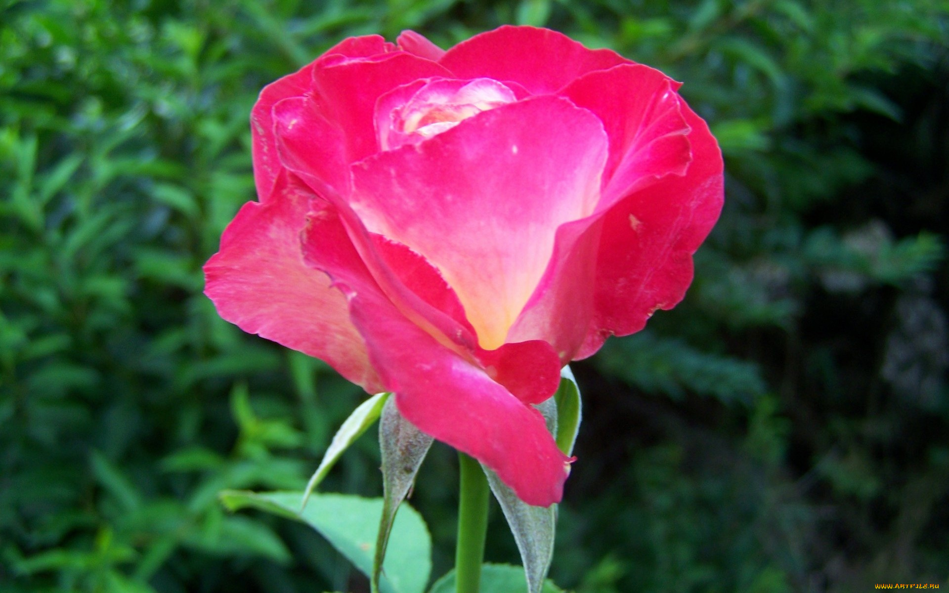 цветы, розы, розовый