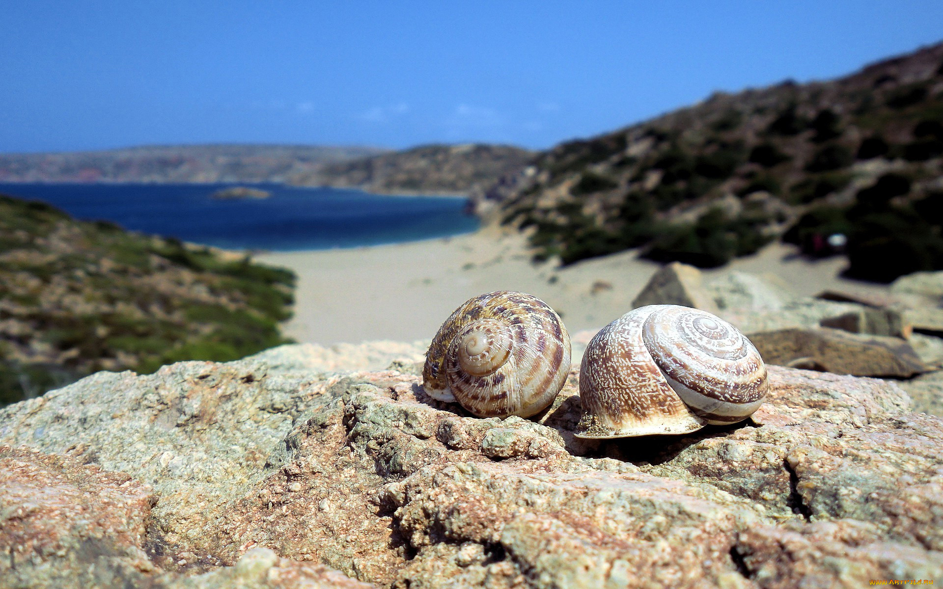 разное, ракушки, кораллы, декоративные, spa, камни